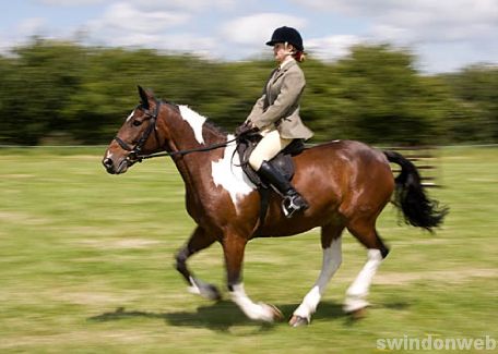 Wanborough Horse and Dog show